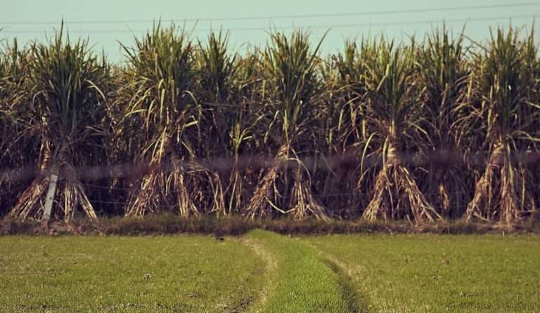 A Water Crisis Is Hiding Behind India’s Sugar Dominance