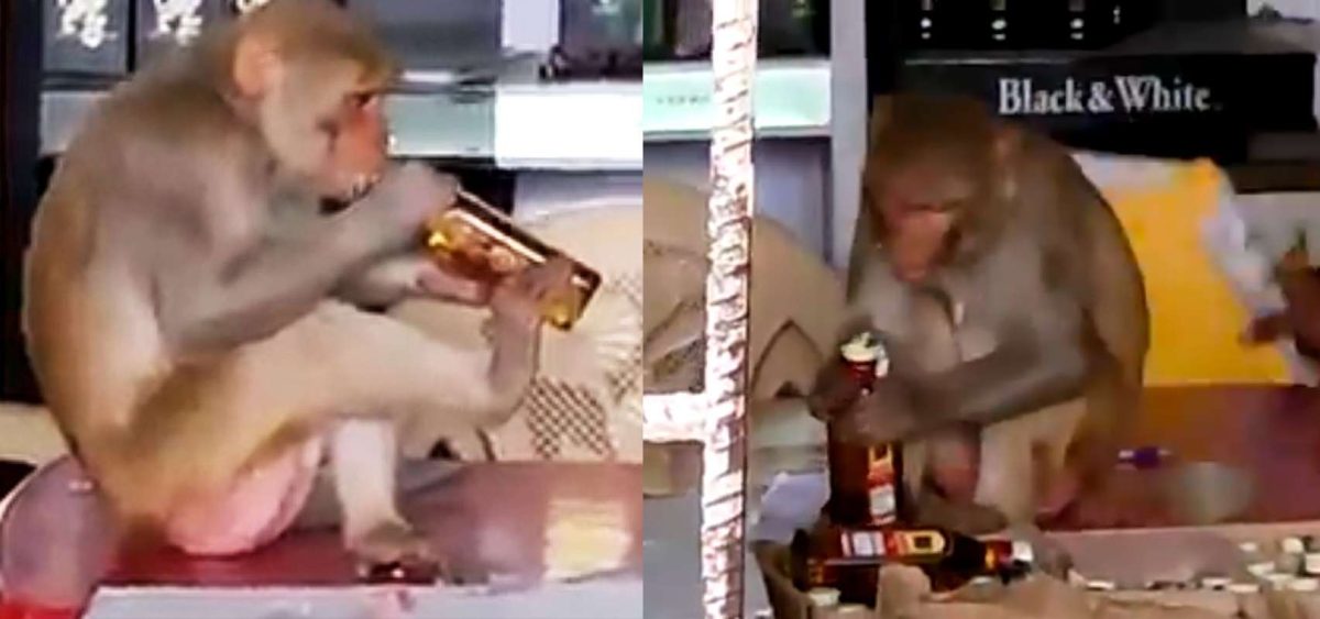 Monkey opens liquor bottle and starts drinking like a boss