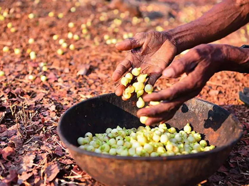 Maha Excise Nods Liquor from cashew fruits  mahua flowers; now under foreign liquor category