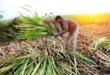 High production cost of Sugar in UP likely to adversely impact its export