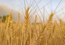 India’S Wheat Procurement Likely To Be More Than Last Year, Says Food Secretary