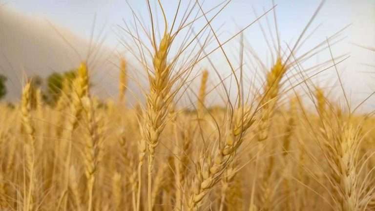 India’S Wheat Procurement Likely To Be More Than Last Year, Says Food Secretary